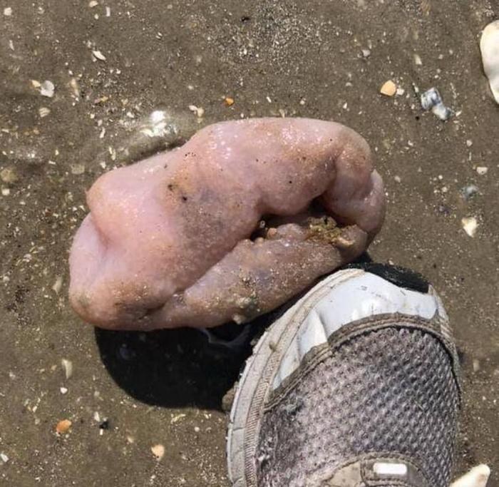 美国海滩出现奇怪生物，疑是来自外星？科学家出来辟谣