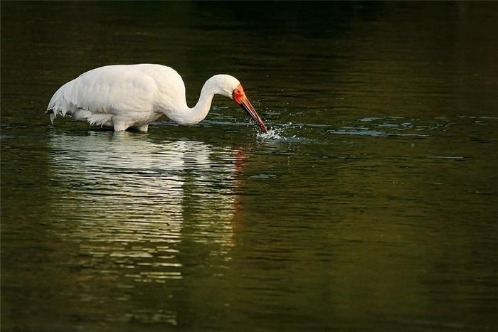鄱阳湖有种鸟，以歌声与舞姿求偶，一窝生两只小鹤，仅一只能长大