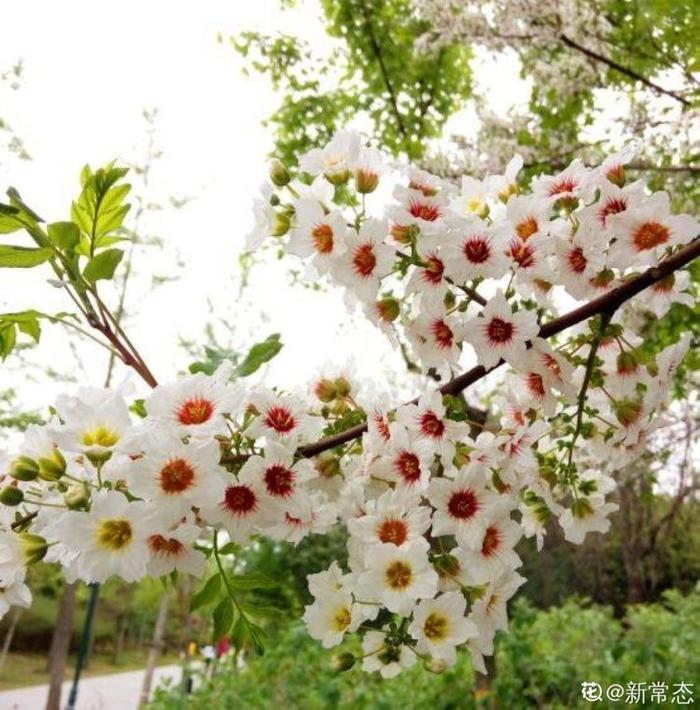 经济价值特高的文冠果，能开双色花，春天满树是花苞