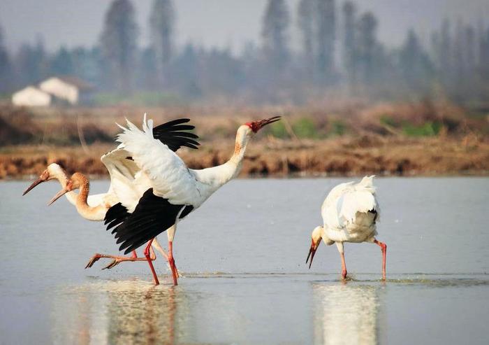 鄱阳湖有种鸟，以歌声与舞姿求偶，一窝生两只小鹤，仅一只能长大