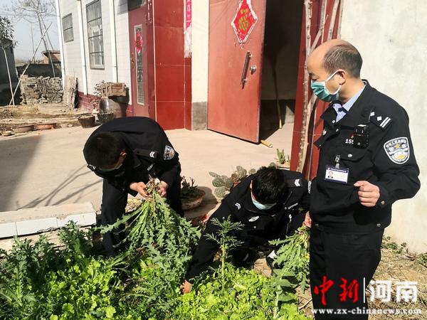许昌市公安局东城分局严厉打击非法种植罂粟等毒品原植物违法犯罪