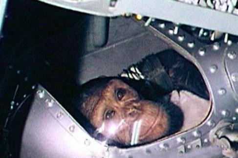 上过太空的猴子回到地球后怎样了？
