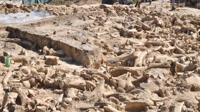 俄罗斯发现60只猛犸象骸骨堆成的建筑，或为象骨祭坛