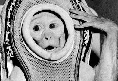 上过太空的猴子回到地球后怎样了？
