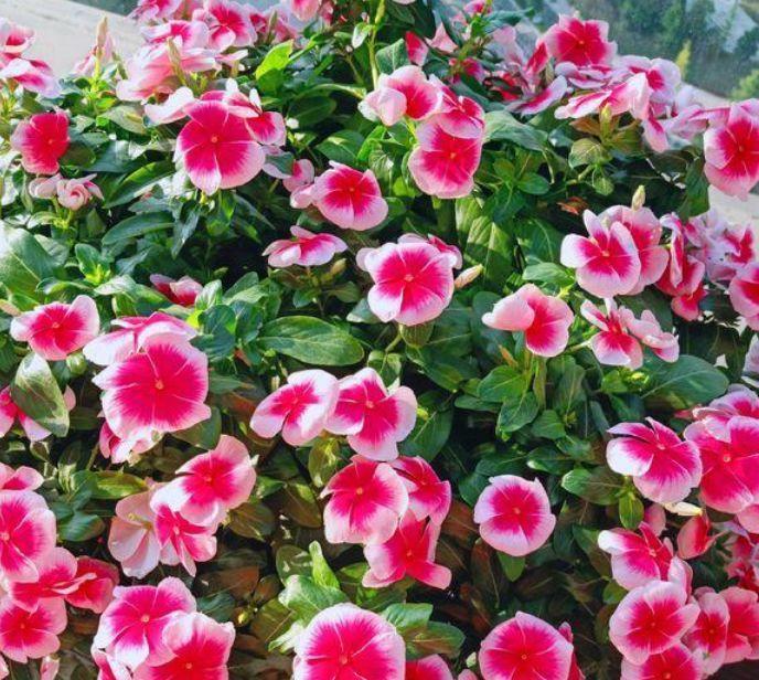 适合春天养的5种花，扔在阳台上就开花，花型别致爆盆简单，真美
