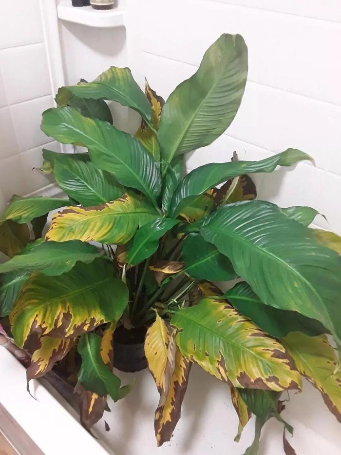 植物叶子发黄，植株枯萎，就是这几个原因导致的