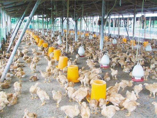 行业机构：家禽行业每天损失达3亿元；我国生态农业的三种模式