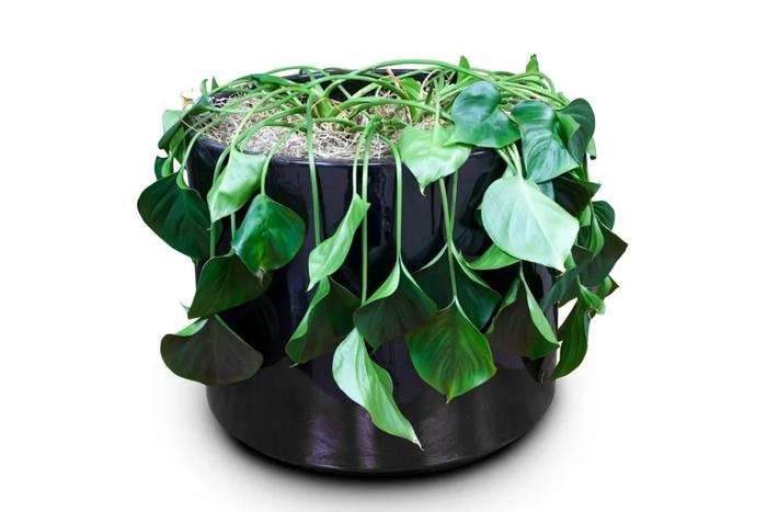 植物叶子发黄，植株枯萎，就是这几个原因导致的