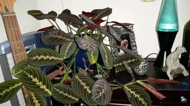 植物叶子发黄，植株枯萎，就是这几个原因导致的