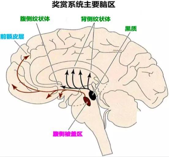 被音乐洗脑时，你的脑子里都发生了什么？