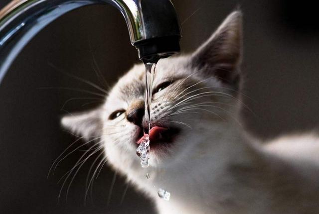 养宠小课堂：宠物为什么不能喝自来水？网友：喝了会生病！