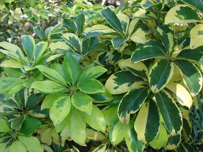 植物叶子发黄，植株枯萎，就是这几个原因导致的
