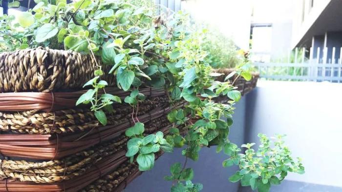 植物叶子发黄，植株枯萎，就是这几个原因导致的