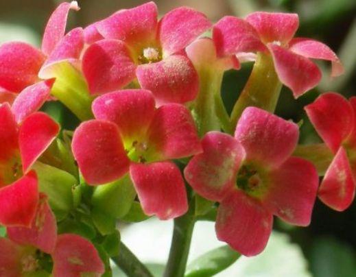 新手养花，不如养盆花中精品“芳香王阳台”，花型多变，优雅美