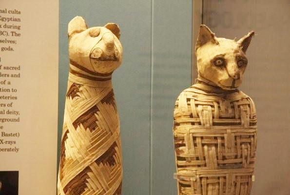 古埃及习俗：家里的猫死了全家要剃眉毛，狗死了全身都要剃毛