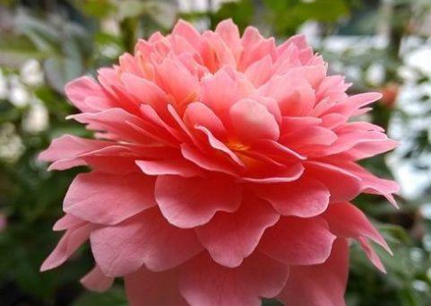 新手养花，不如养盆花中精品“芳香王阳台”，花型多变，优雅美