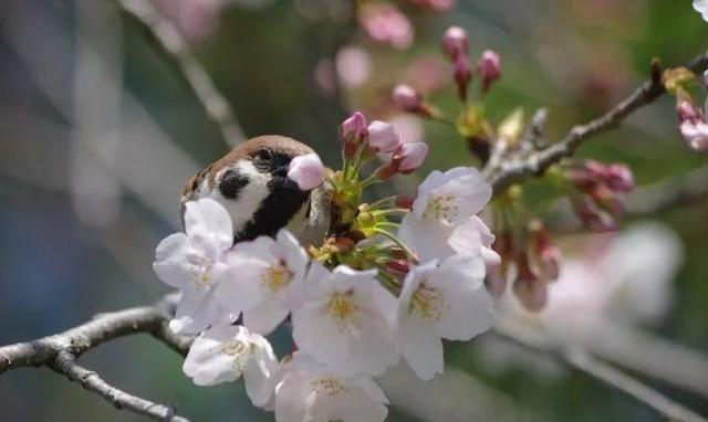 摄影师抓拍到麻雀啾啾和樱花合照真的超美，春意满满！