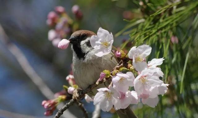 摄影师抓拍到麻雀啾啾和樱花合照真的超美，春意满满！