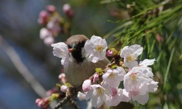摄影师抓拍到麻雀啾啾和樱花合照真的超美，春意满满！