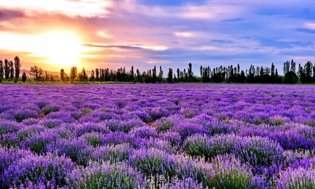我国最大的薰衣草庄园，5万亩犹如掉进紫色海洋，媲美普罗旺斯