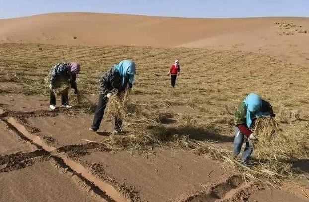 治沙人发明的“草方格”，被外媒称为中国魔方，现已推广世界各地