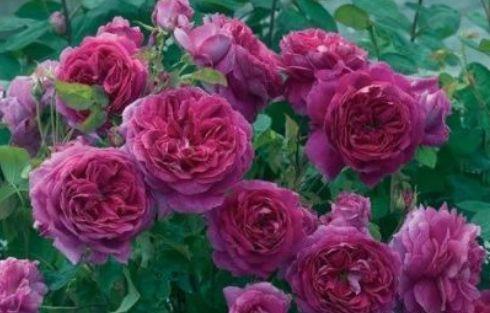 新手养花，不如养盆花中精品“利西达斯”，花色粉红，古典优雅