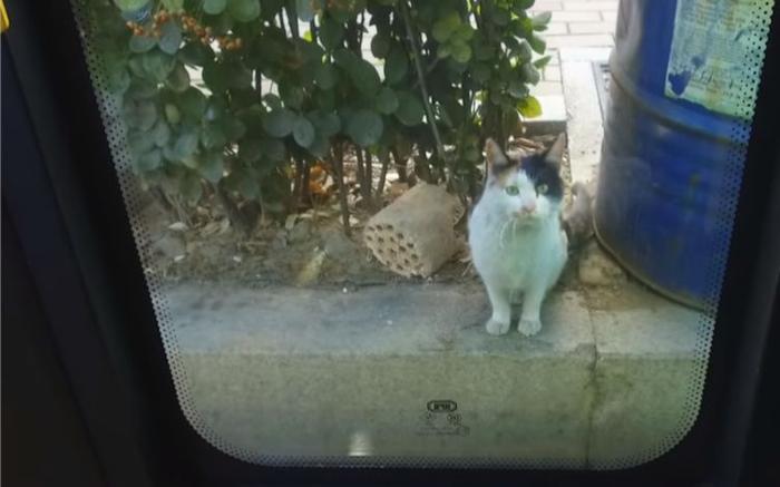 流浪猫天天等公交车进站见恩人，突然恩人不再出现，它依然在等待