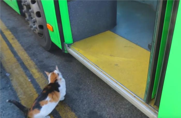 流浪猫天天等公交车进站见恩人，突然恩人不再出现，它依然在等待