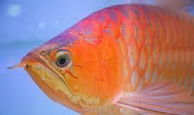 鱼用鳃呼吸，那么鼻孔是用来做什么的？