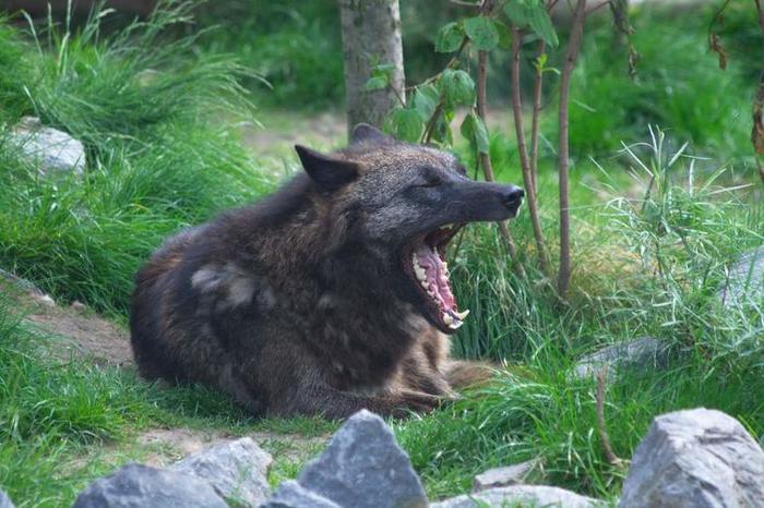 世界上最美丽的狼，浑身乌黑发亮，可惜被人类屠杀灭绝