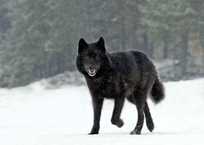 世界上最美丽的狼，浑身乌黑发亮，可惜被人类屠杀灭绝