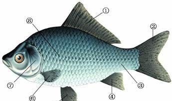 鱼用鳃呼吸，那么鼻孔是用来做什么的？