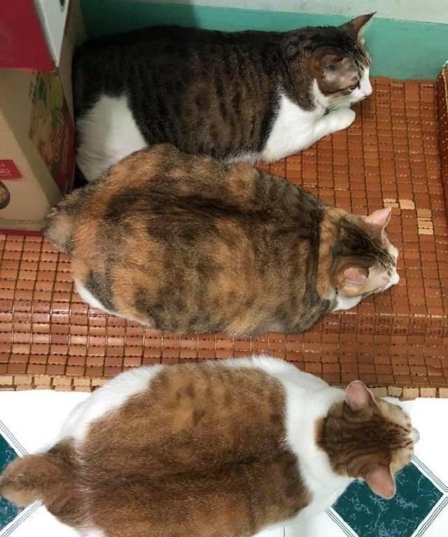 这3只猫养得也太均匀了吧！