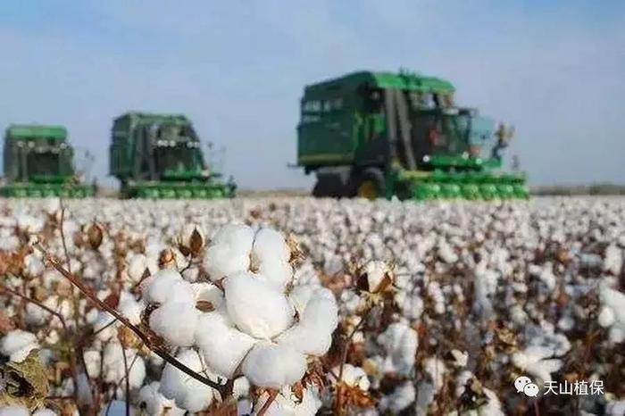新冠肺炎疫情对棉花产业的影响及对策建议