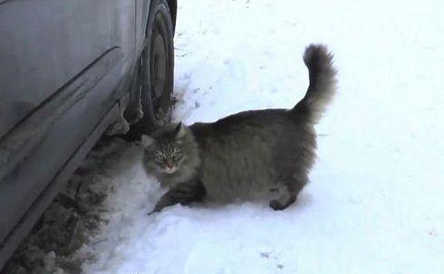 流浪猫冰天雪地用身体温暖2个月大的弃婴救其性命，获英雄猫称号