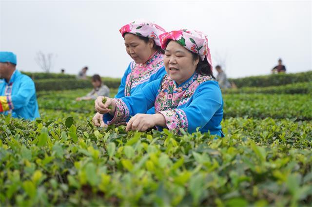 开山新茶敬送广西援鄂医疗队 复工复产助脱贫