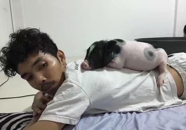 男子为了它不愿找女朋友，每天抱着母猪睡觉，让人无法理解！