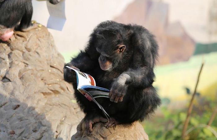 动物园大猩猩逆天了，会抽烟，会看书，“猩球大战”不远了