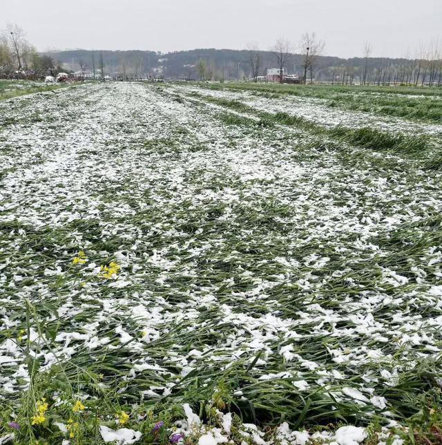 3月底有降雪正常吗？小麦发生倒伏后，农户们能不能扶起？