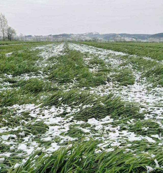 3月底有降雪正常吗？小麦发生倒伏后，农户们能不能扶起？