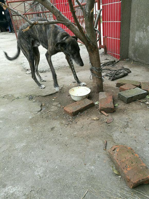 妈妈不懂狗，总是抱怨说狗狗饿成皮包骨，俺跑回家看到狗狗乐坏了