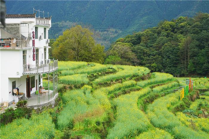 实拍中国最美乡村的春天,婺源万亩油菜花盛放，云海梯田天上人间