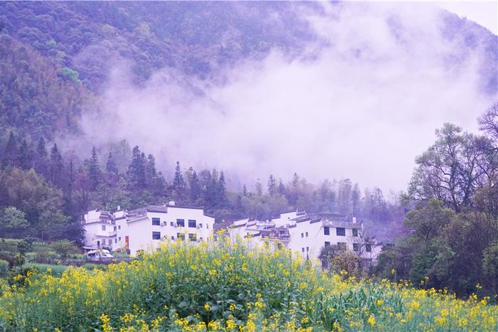 实拍中国最美乡村的春天,婺源万亩油菜花盛放，云海梯田天上人间