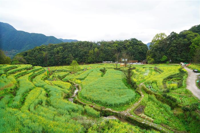 实拍中国最美乡村的春天,婺源万亩油菜花盛放，云海梯田天上人间