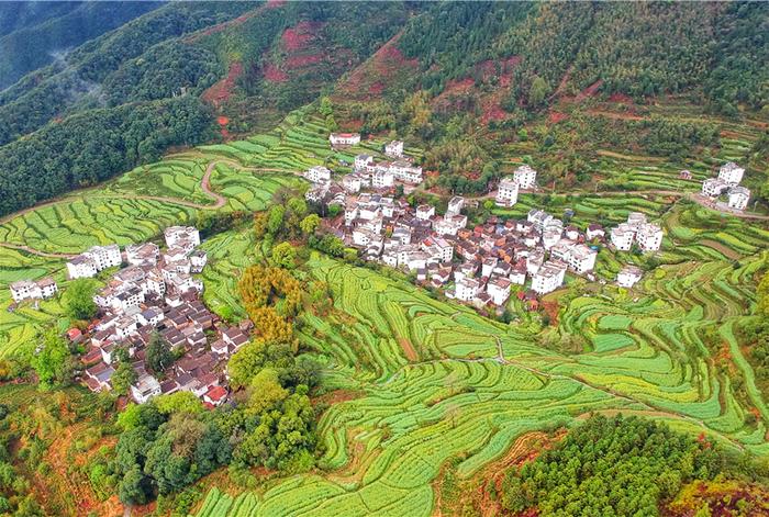 实拍中国最美乡村的春天,婺源万亩油菜花盛放，云海梯田天上人间