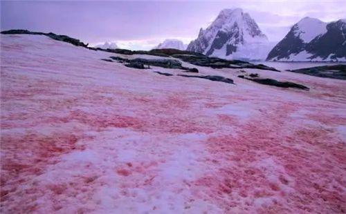 南极雪地变“血红”，闻着有一股怪味？科学家最担心的事还是来了