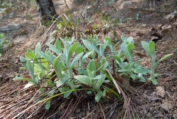 清明节前后，安徽安庆有一种特色美食，叫“毛香粑”，你吃过吗？