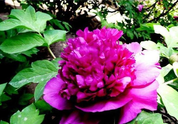 魏紫牡丹花朵硕大，状如皇冠，花朵绚丽，花紫色