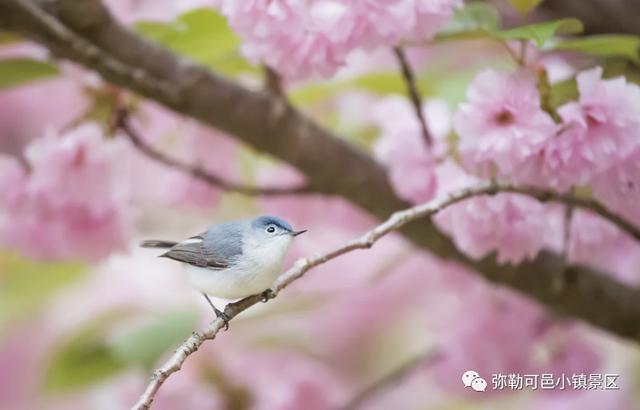 春暖花开踏青时 可邑小镇清明踏青路线送给您