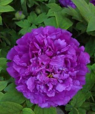 魏紫牡丹花朵硕大，状如皇冠，花朵绚丽，花紫色